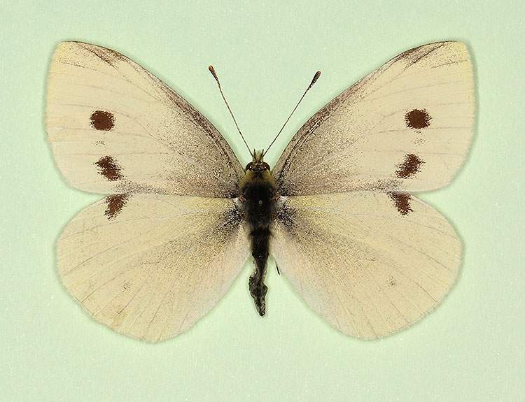 Pieris rapae female (aberrant form divisa) (Internet Image property of respective owner, non-commercial use only)